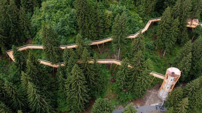 Camminando tra le cime degli alberi sul sentiero più lungo del mondo