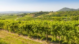 Paesaggi collinari d’Italia: quali sono i più incantevoli