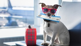 Le cose più assurde che sono successe negli aeroporti