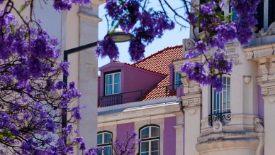 A caccia di fiori e colori nella Città della Luce