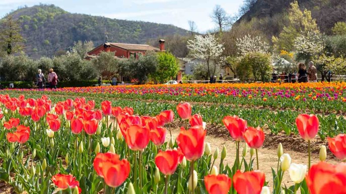 Sboccia il campo di tulipani più panoramico d’Italia