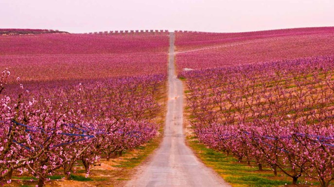 Fioriscono i peschi: la passeggiata nel viale rosa lascia senza fiato