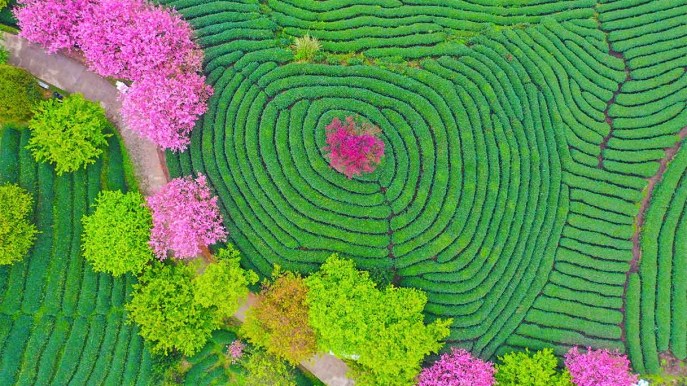 Sembra un dipinto: lo spettacolo del risveglio della natura