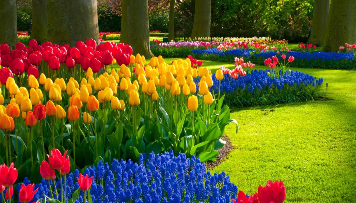 Keukenhof garden