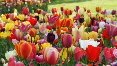 Fioriture in Italia: un viaggio tra colori e profumi, da Nord a Sud