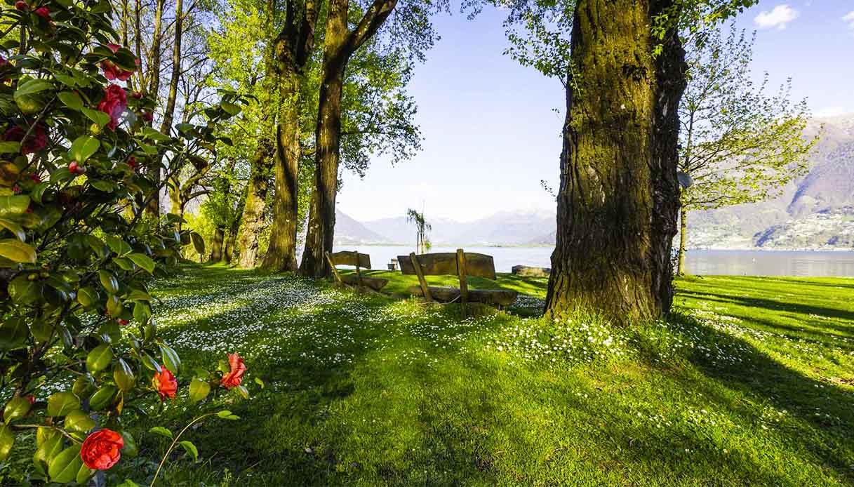 Parco delle Camelie