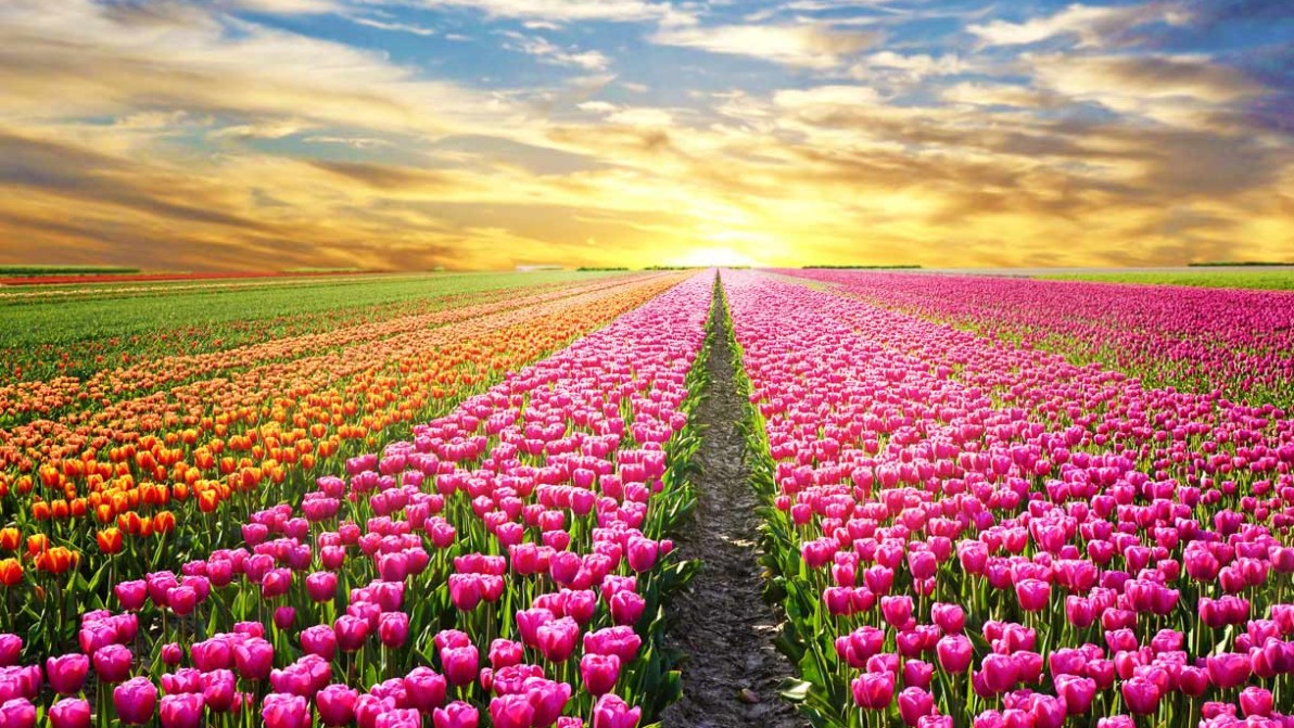 Primavera fiorita