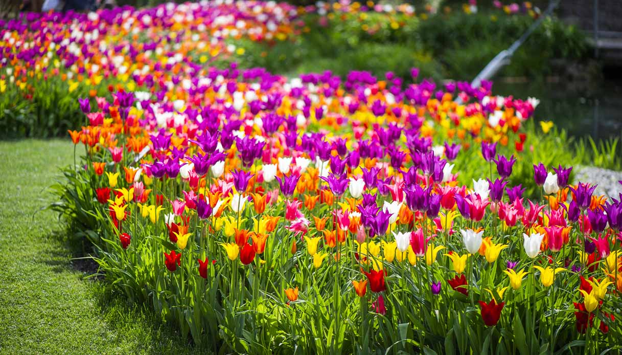 Tulipani a Castel Trauttmansdorff