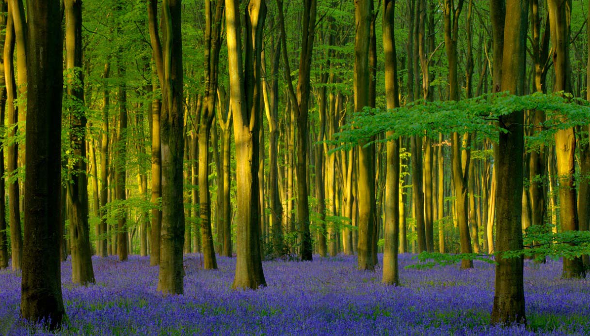 Foresta di Micheldever
