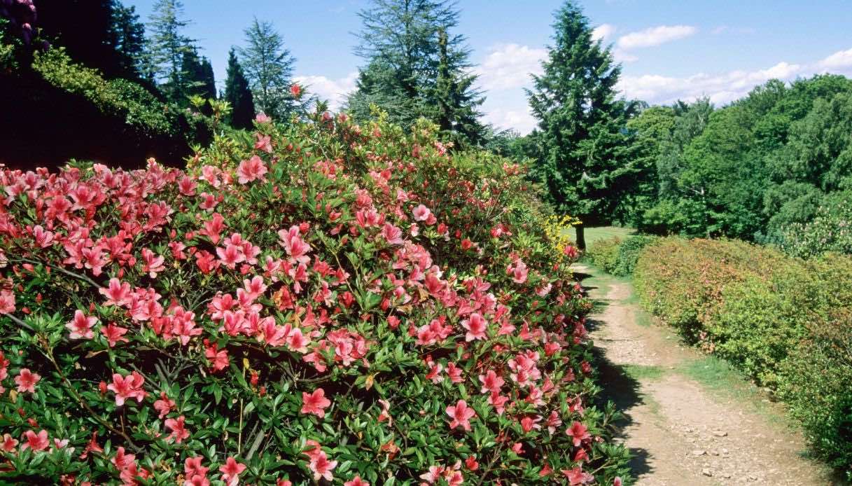 La fioritura del Parco San Grato, Ticino