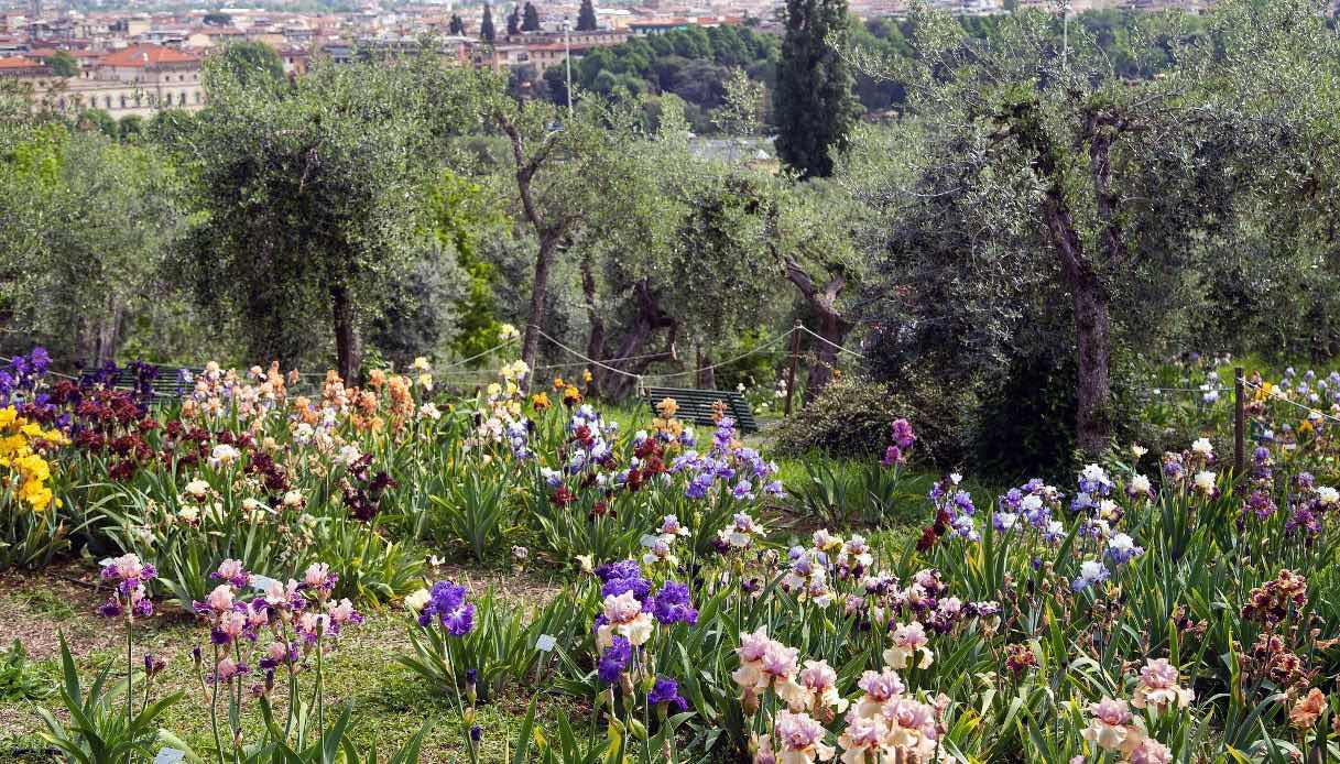 Il giardino dell'Iris nel cuore di Firenze