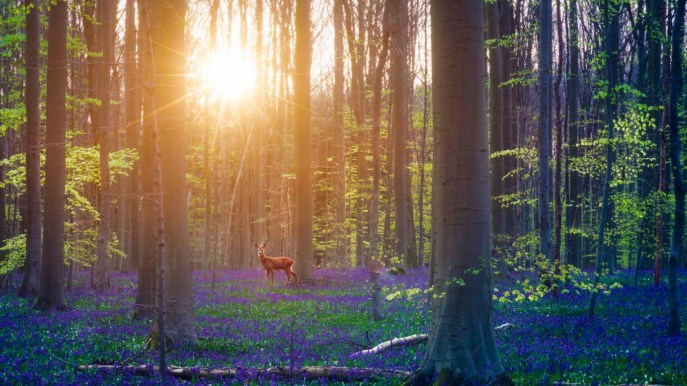 La foresta incantata si tinge di blu: è magia