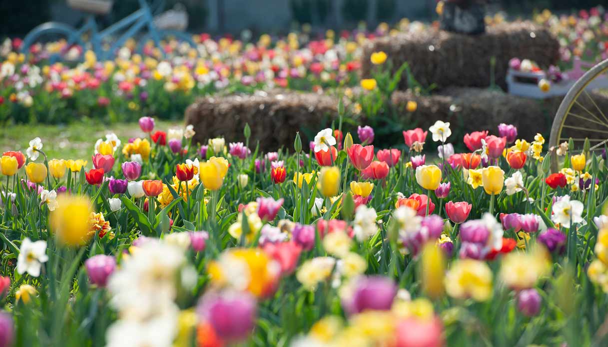 labirinto-tulipani