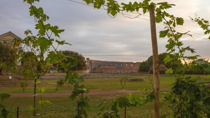 C’è un vitigno all’ombra del Colosseo ed è spettacolare