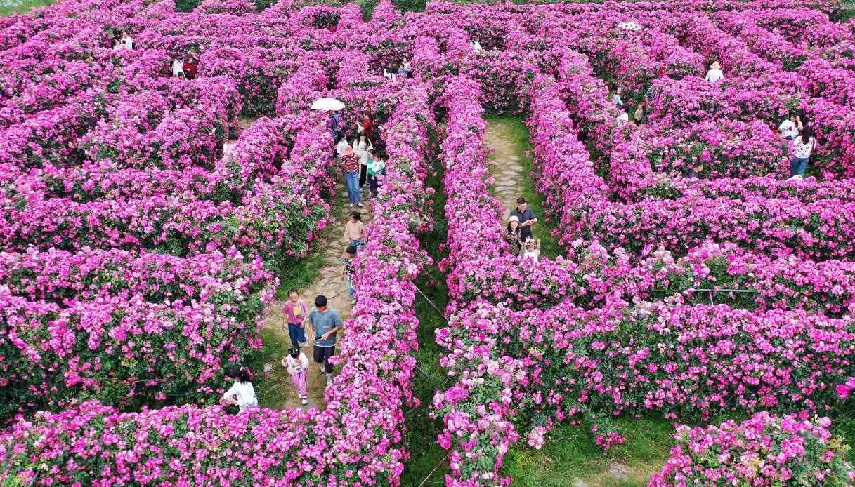 Labirinto di fiori del National Science and Technology Agricultural Park