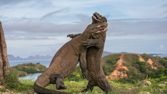 Come in Jurrasic Park: l’isola dove puoi incontrare i dinosauri