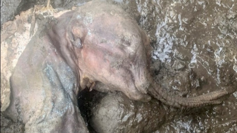 Vanno a caccia di oro ma fanno una scoperta surreale