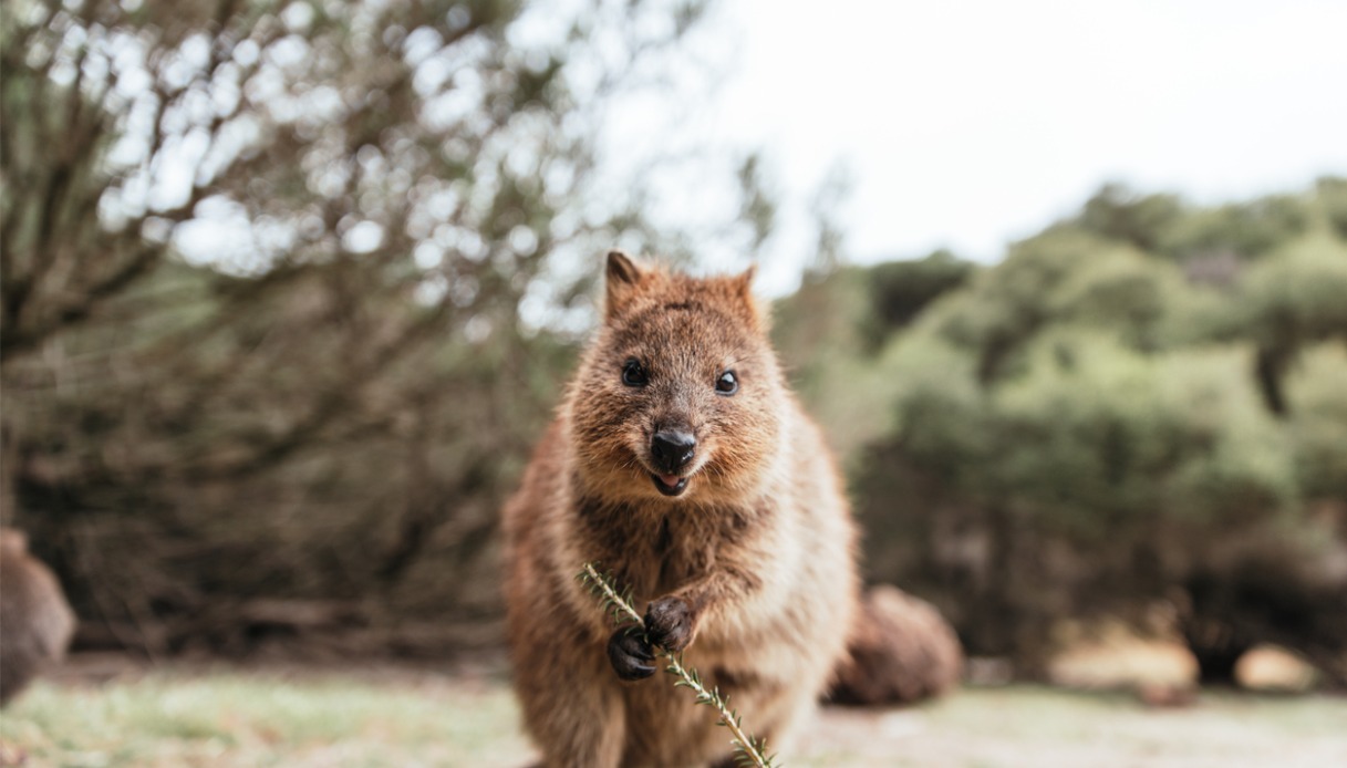 Quokka sull'isola di Rottnest: un animale fantastico che si può trovare in Australia