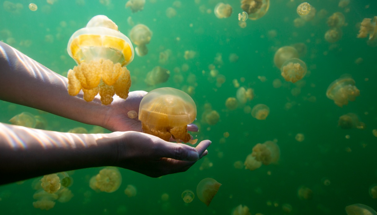 Jellyfish Lake, Isola di Eil Malk