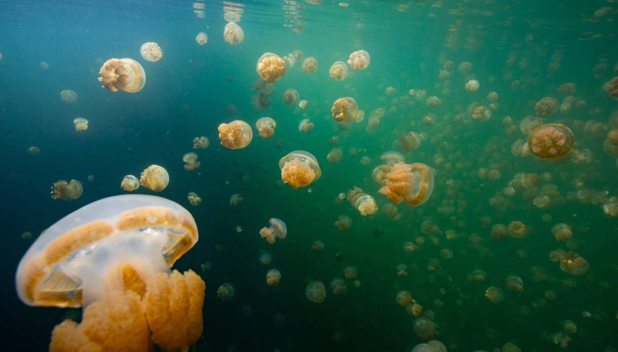 Jellyfish Lake, Isola di Eil Malk
