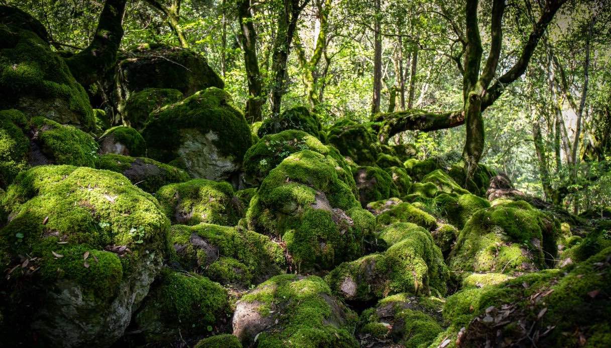 Bosco del Sasseto, Tuscia Bosco del Sasseto
