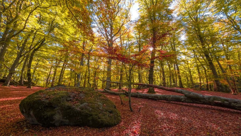 Faggeta Vetusta del Monte Cimino, patrimonio italiano