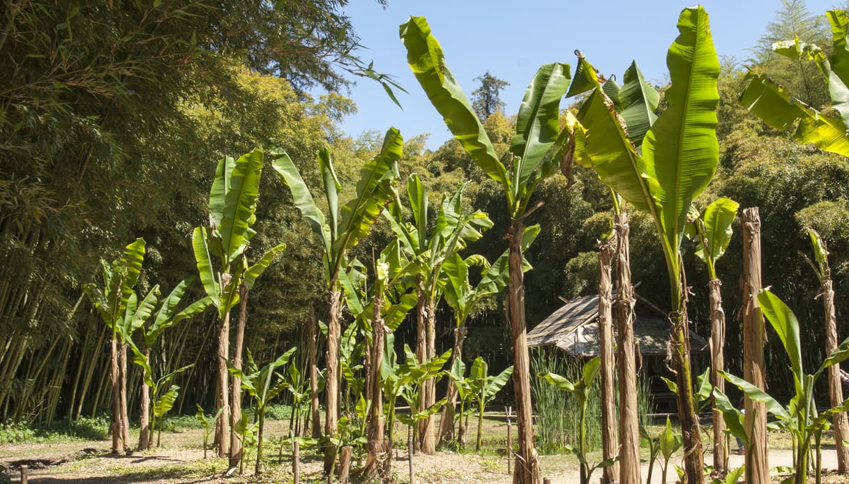 Bambouseraie banano