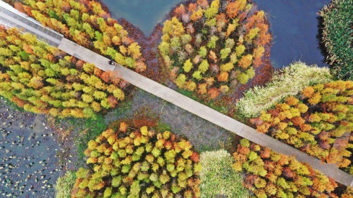 La spettacolare foresta galleggiante degli abeti d’acqua