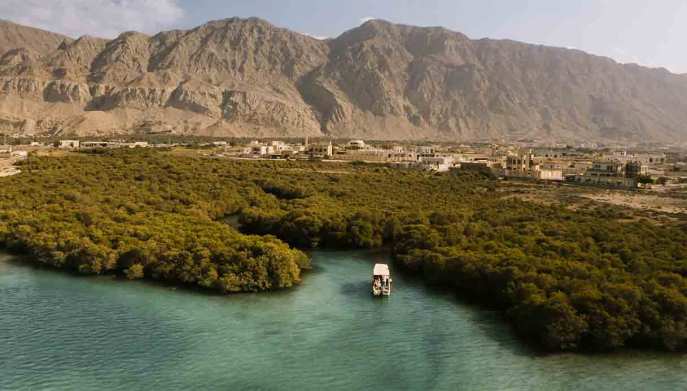 mangrovie.Al-Rams-Suwaidi-Pearl-farm