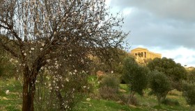 La festa che celebra la prima fioritura dell’anno è in Sicilia