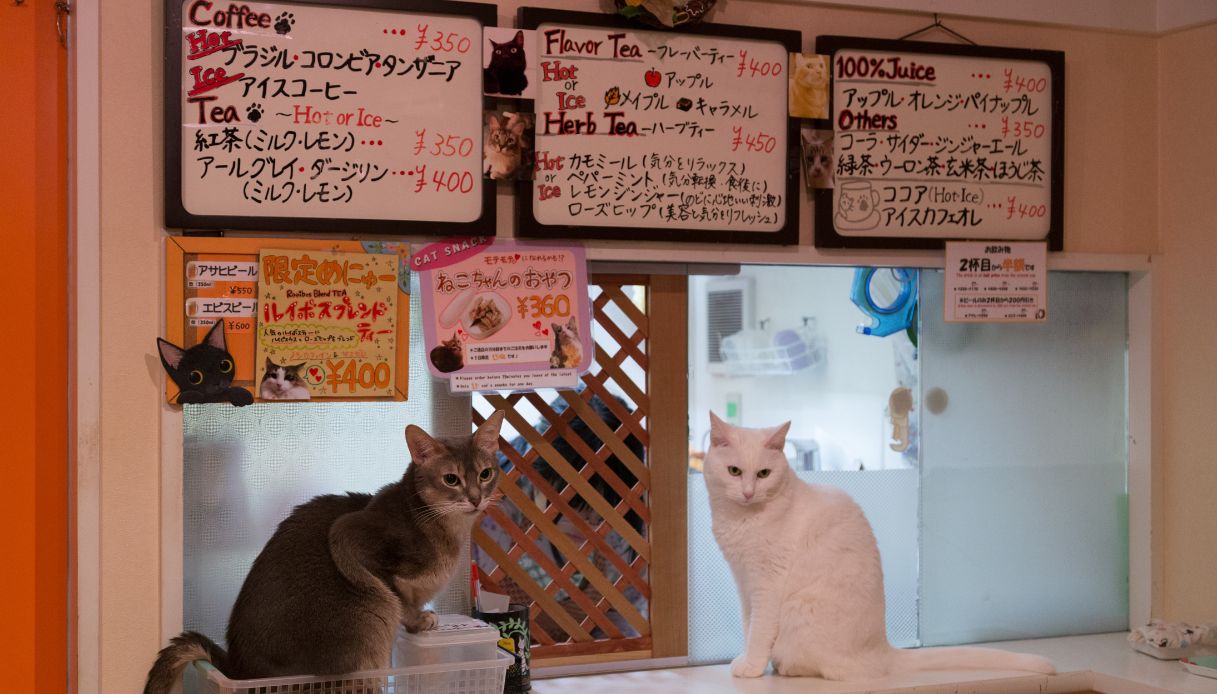 Cat Cafè a Tokyo