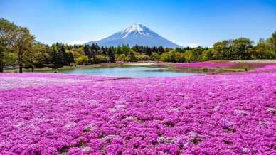Shibazakura: l’incantesimo che tinge di rosa il Monte Fuji