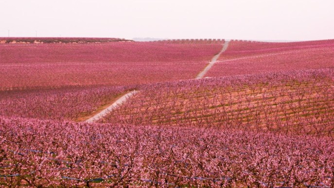 Fioriscono i peschi e il mondo si tinge di rosa: è magia