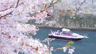 A Tokyo si risvegliano i sakura: la primavera più incantevole al mondo