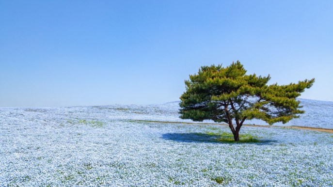Fioriscono i prati sulla collina: si tinge di blu e si trasforma in mare