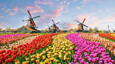 Dove vedere la fioritura dei tulipani in Olanda