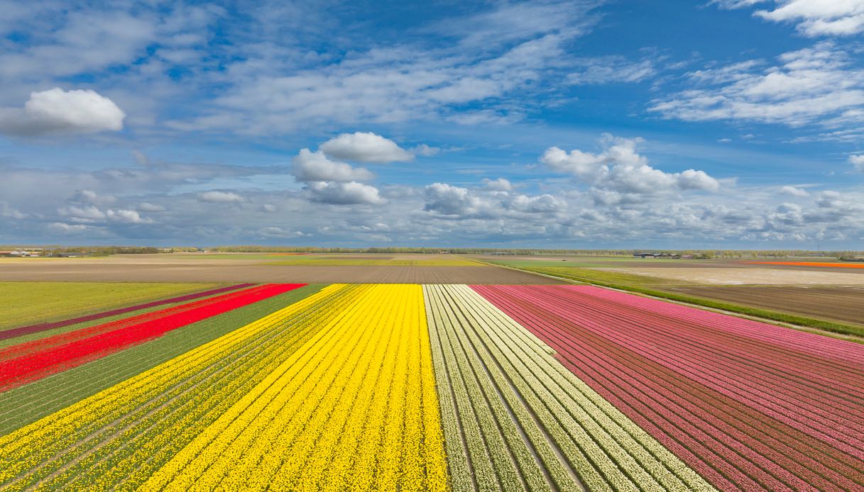 Una splendida veduta aerea dei campi di tulipani nei Paesi Bassi