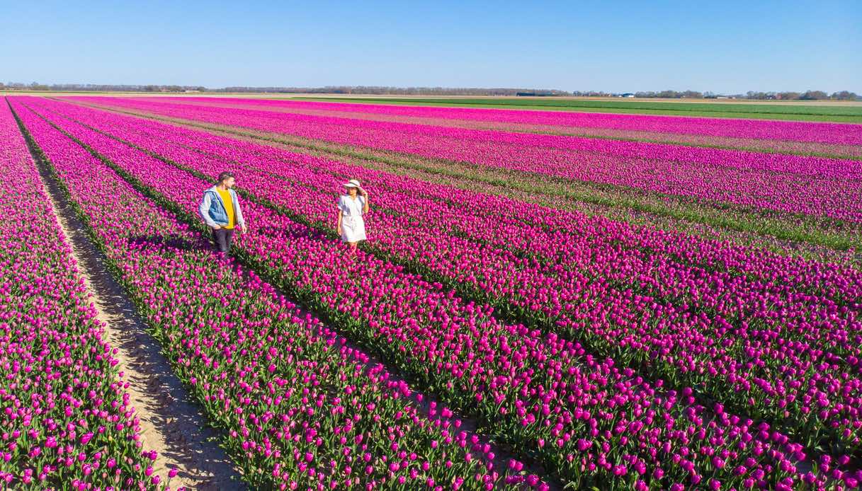 Due persone passeggiano in un campo di tulipani in Olanda