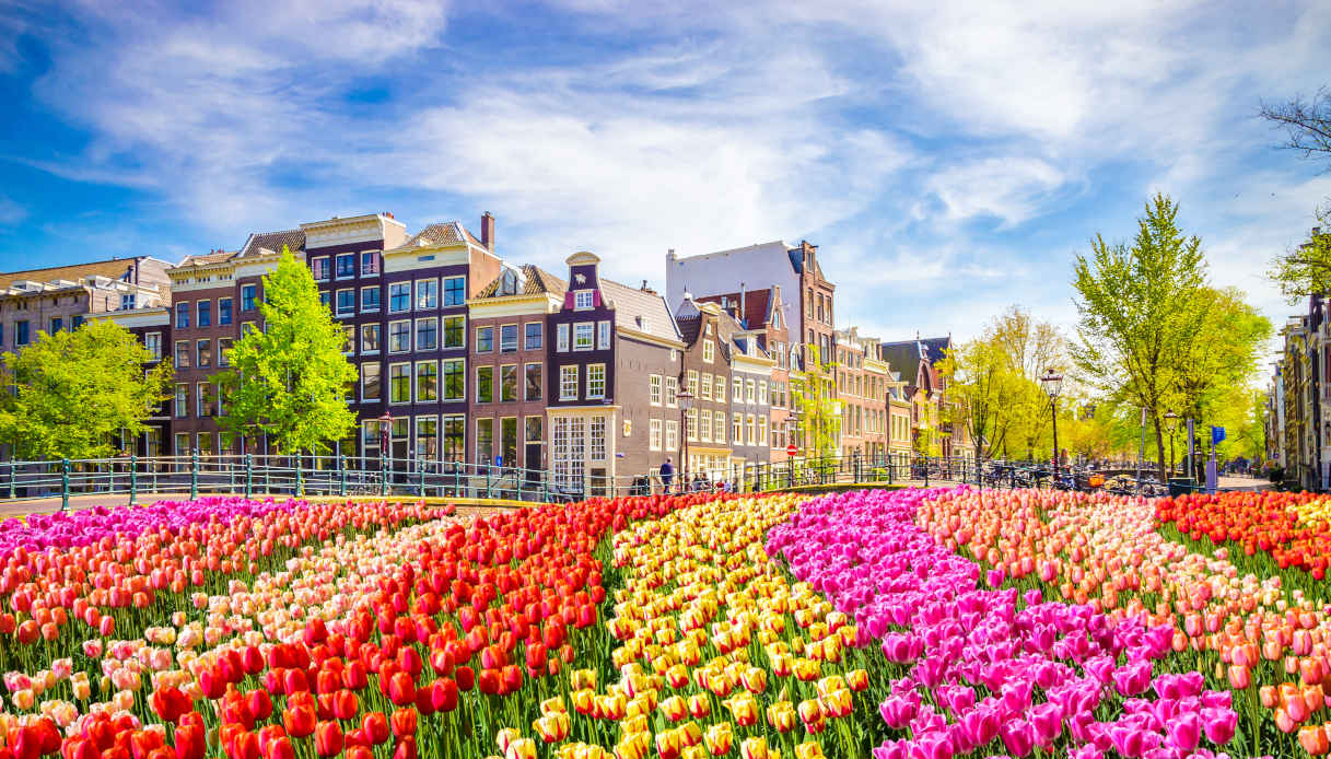 Dove vedere i tulipani in Olanda