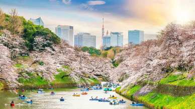 A Tokyo la stagione dei fiori di ciliegio è in anticipo. Ed è magia