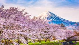Glamping con vista sakura: l’Hanami qui è un sogno