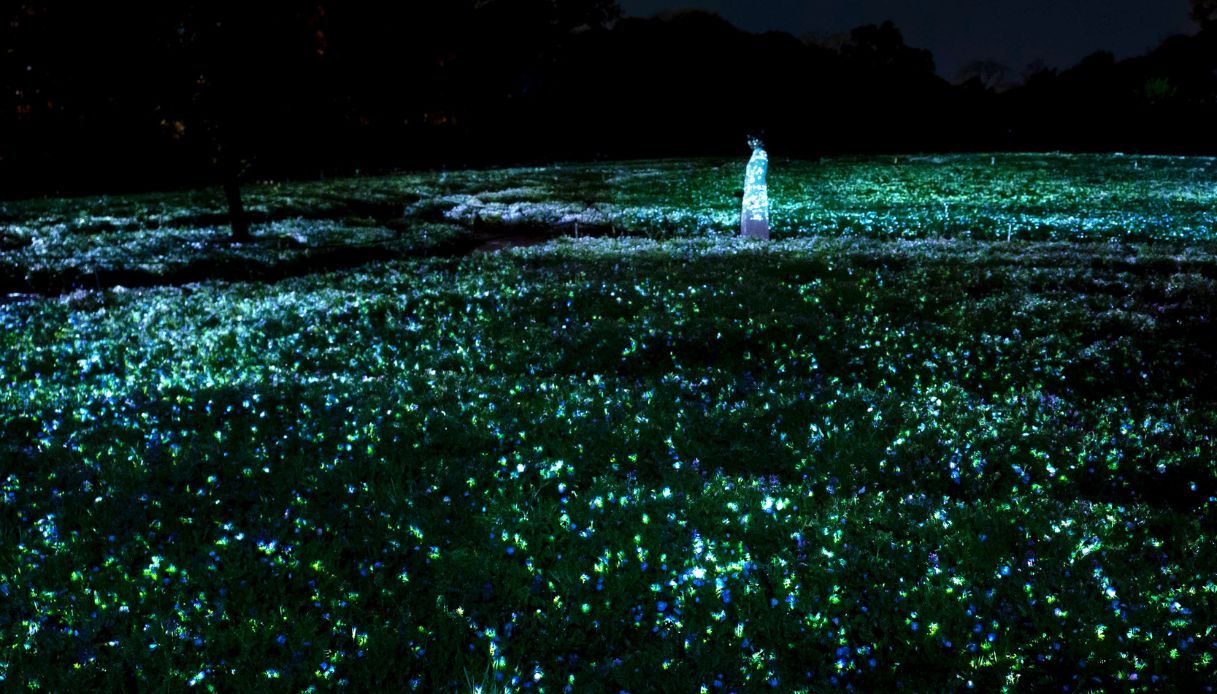 Nagai Botanical Park