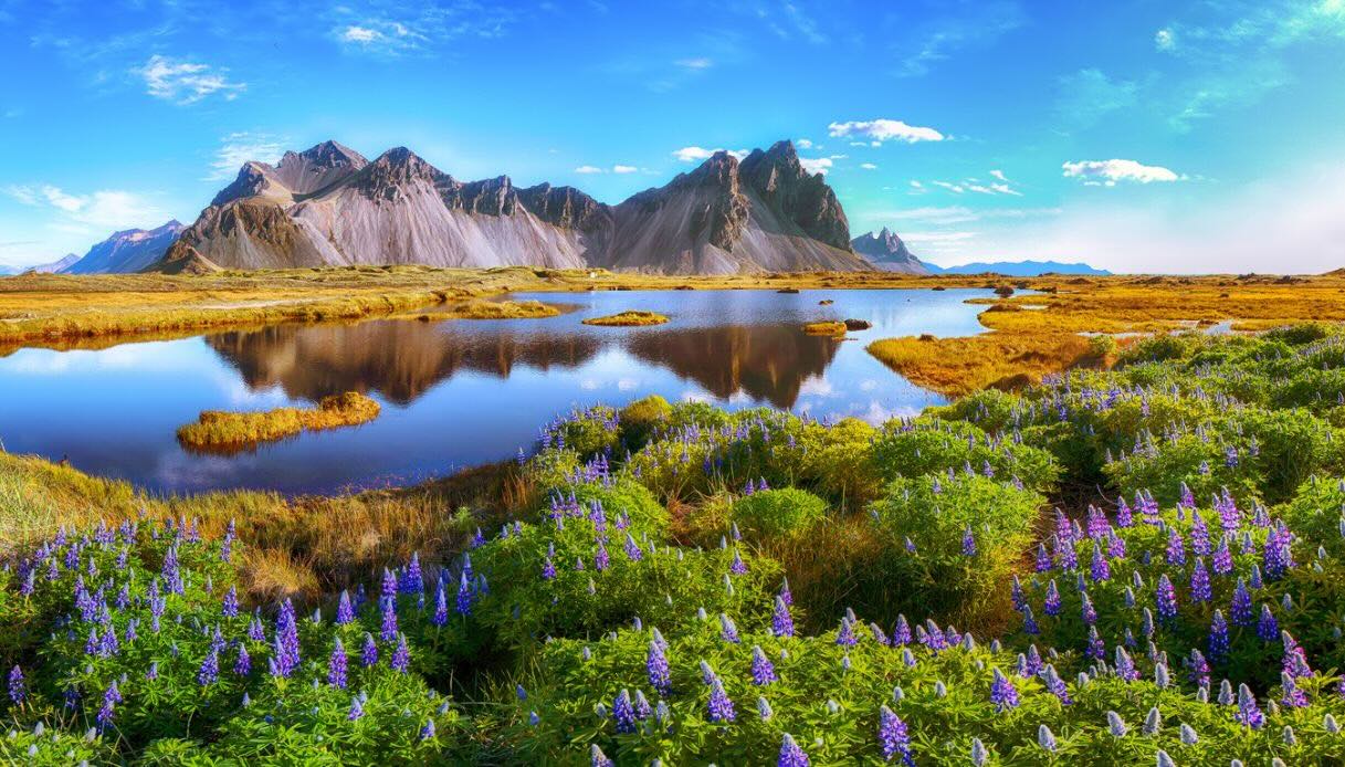 La fioritura di lupini a Stokksnes, Islanda
