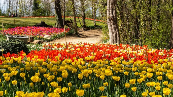 Aprile è il mese dei tulipani a Pralormo: le visite imperdibili