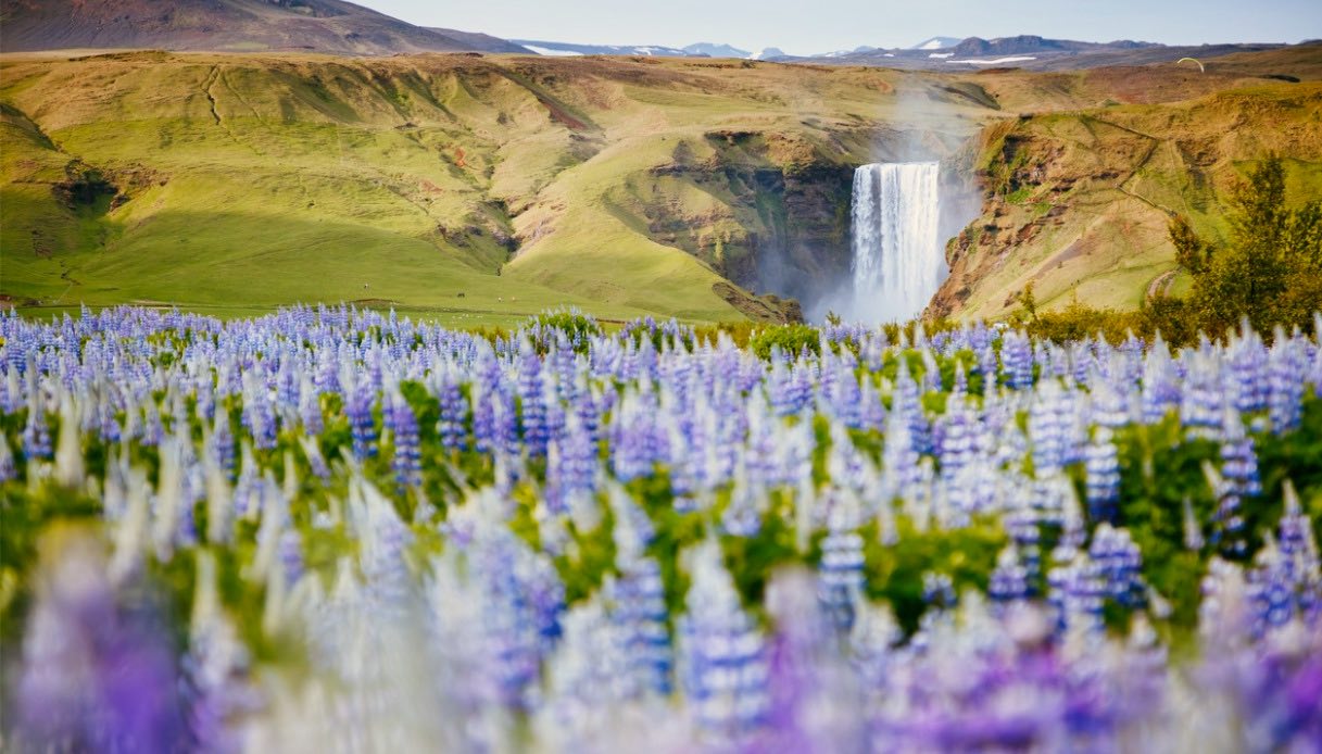 La fioritura dei lupini davanti alla Cascata di Skogafoss