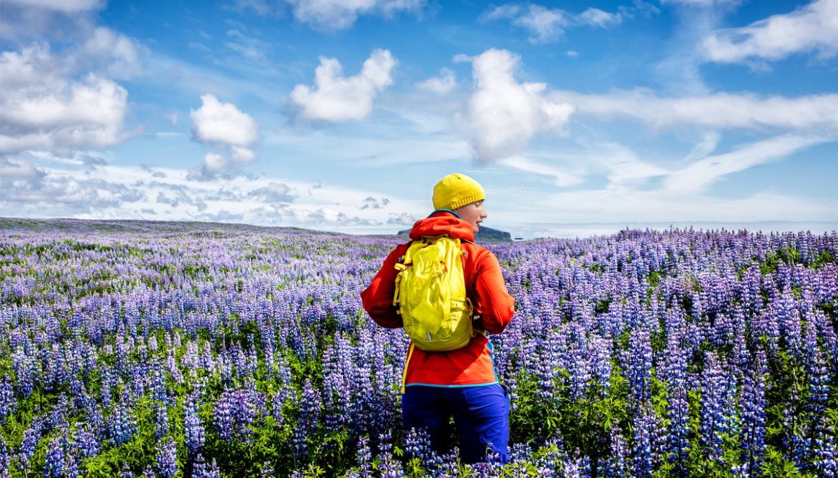 I campi di lupini in fiore tra le strade d'Islanda