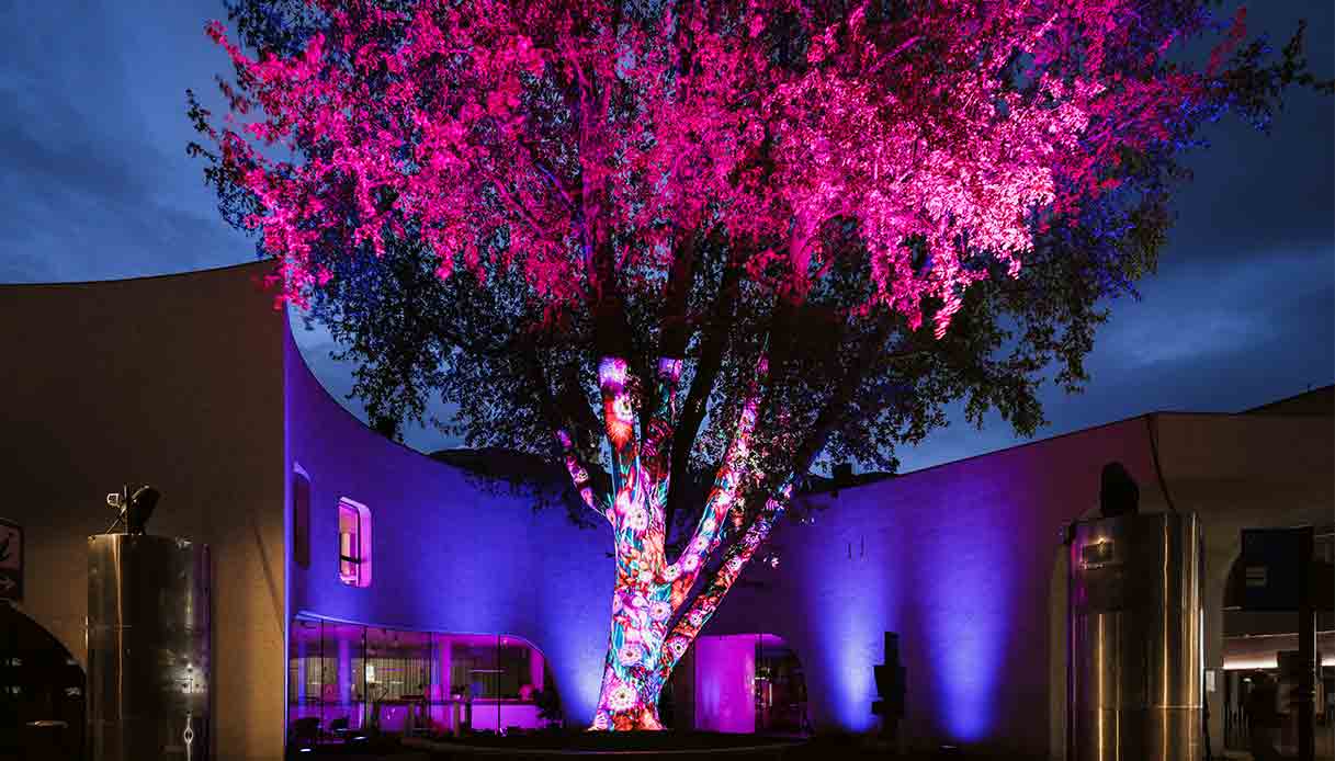 Bressanone-Light-festival-The-Great-Platanus