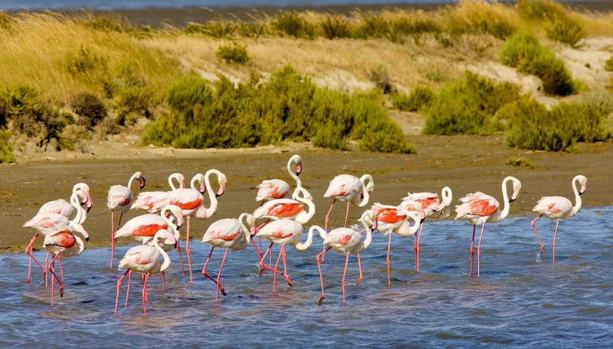 Camargue