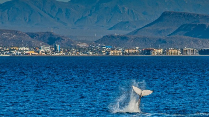 Puoi incontrare Moby Dick in questa laguna incantata