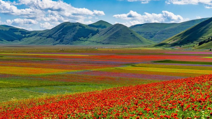 La fioritura più bella d’Italia sta per esplodere: quando e come ammirare lo show